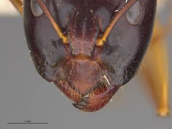 Media type: image;   Entomology 21449 Aspect: trait